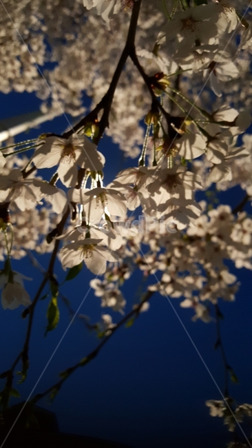 감성,벚꽃,flowers,야간촬영,감성사진,beautifulflowers,pretty,plant,薔薇科,Rosaceae,속씨식물,쌍떡잎식물,강장미목,장미과,벚나무,중국,낙엽교목,밤,식물도감,야생화,들꽃,디자인,시안,웹디자인,광고,광고디자인,접사,색홍보,분위기,design,카탈로그,wepdesign,빛,봄,계절,spring,season,야경,밤,풍경,nightscape,night,landscape,식물,자연,plants,nature,꽃,flower,cherry blossom,blossom