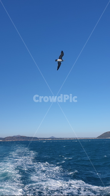 새,animal,bird,동물,flying