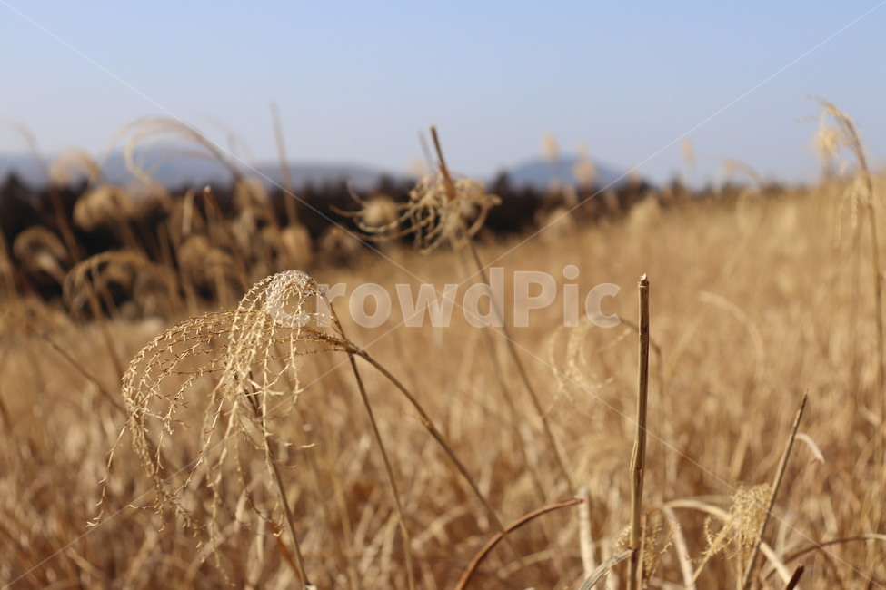 갈대,갈색,겨울,겨울갈대,가을,분위기,감성,감성사진,가을,계절,fall,autumn,season,plant,식물,food,음식,vegetable,야채,grain,곡물