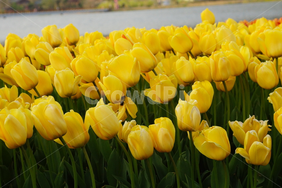 튤립,튜울립,봄꽃,봄,계절,flower,봄,계절,spring,season,식물,자연,plants,nature,꽃,flower,plant,blossom