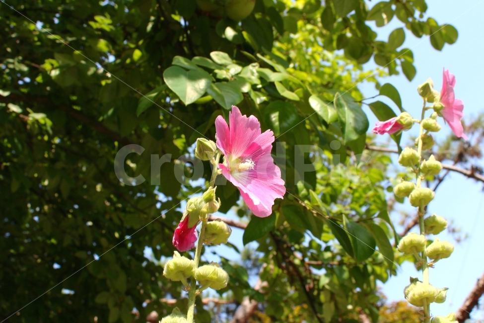 자연,풍경사진,꽃,하늘,감성사진,색감,분홍색,무궁화,풍경,식물,자연,plants,nature,꽃,flower