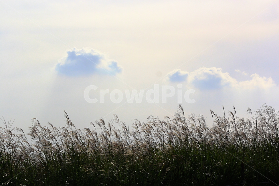 date,love,landscape photography,strong,forest,cloud,healing,Eokse Forest,fall,Sky Park,plants,season,Seoul Sky Park,Emotion,Date course,park,sensible,rest,green,warmth,nature,like,autumn background,reed,relaxation,autumn scenery,Silver grass background,fe