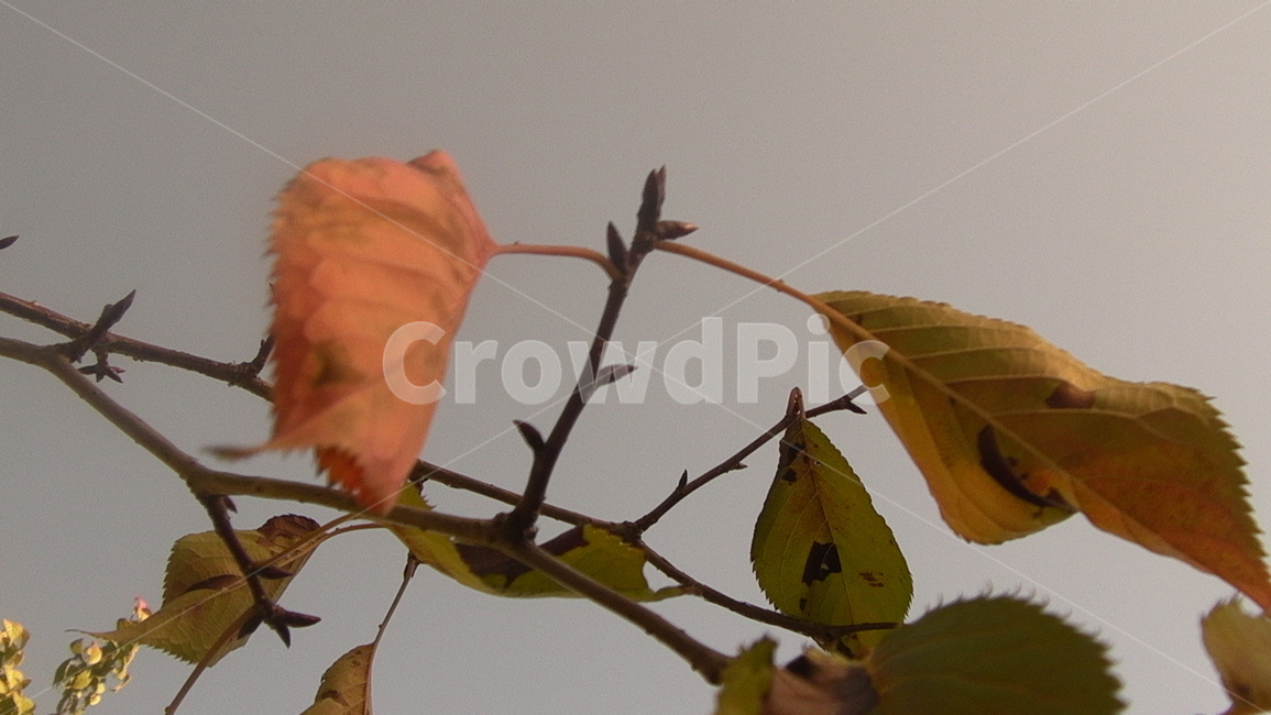 낙엽,가을,나뭇잎,가을나무,나뭇가지,가을,계절,fall,autumn,season,plant,식물,leaf,잎