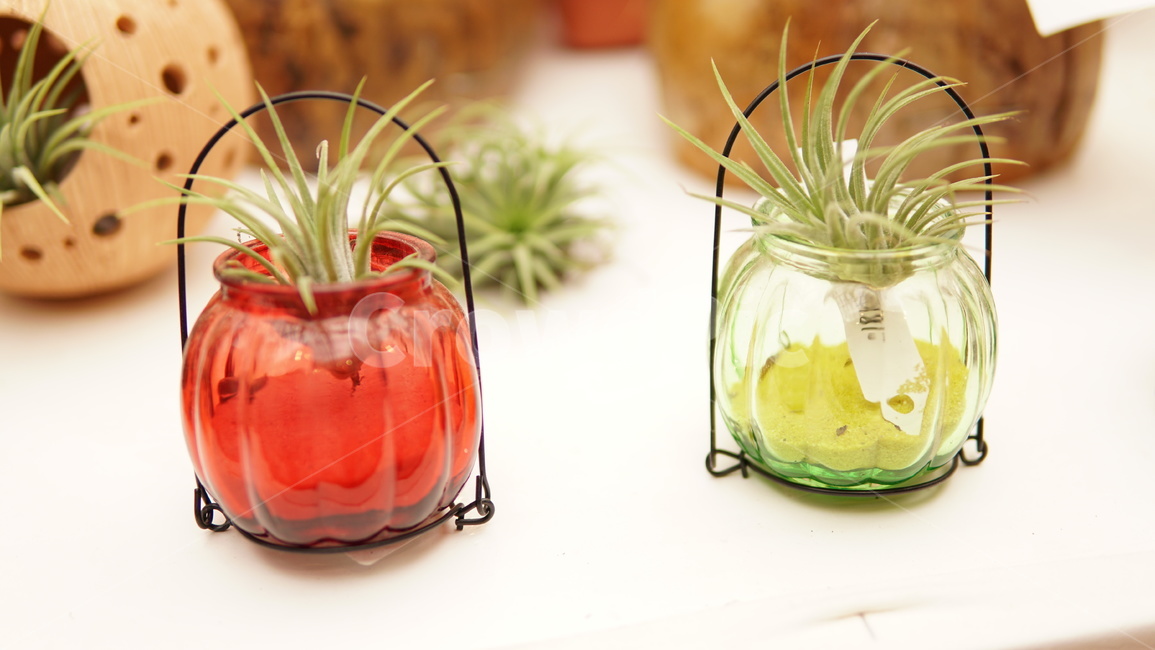 다육,소품,틸란드시아,이오난사,유리병,식물,자연,plants,nature,실내용화초,화분,화초,house plant