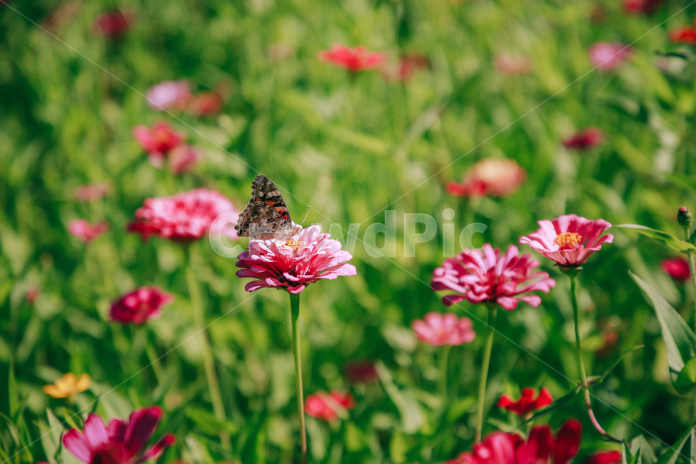 자연,식물,꽃,백일홍,초록,flower,식물,자연,plants,nature,꽃,flower,동물,animal,곤충,벌레,insect,bug