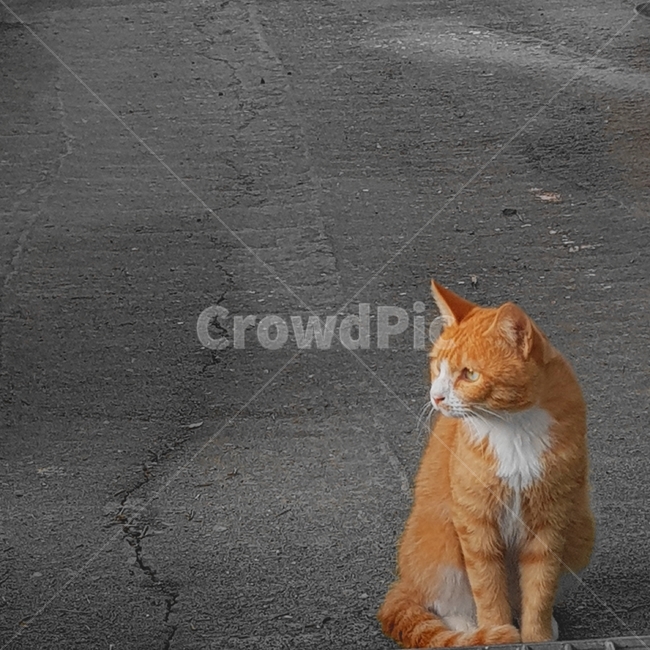 앉아있는고양이,흑백,길냥이,고양이,치즈고양이,동물,animal,포유류,mammal,고양이,cat,kitten,kitty