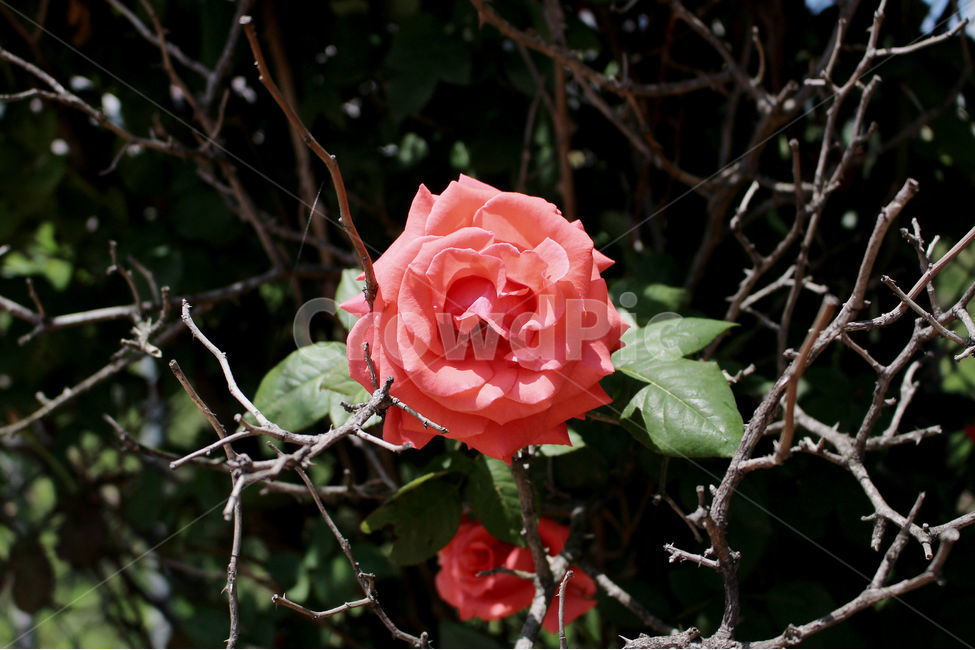 꽃,장미,감성사진,자연,풍경,풍경사진,flower,rose,여름,식물,자연,plants,nature,꽃,flower