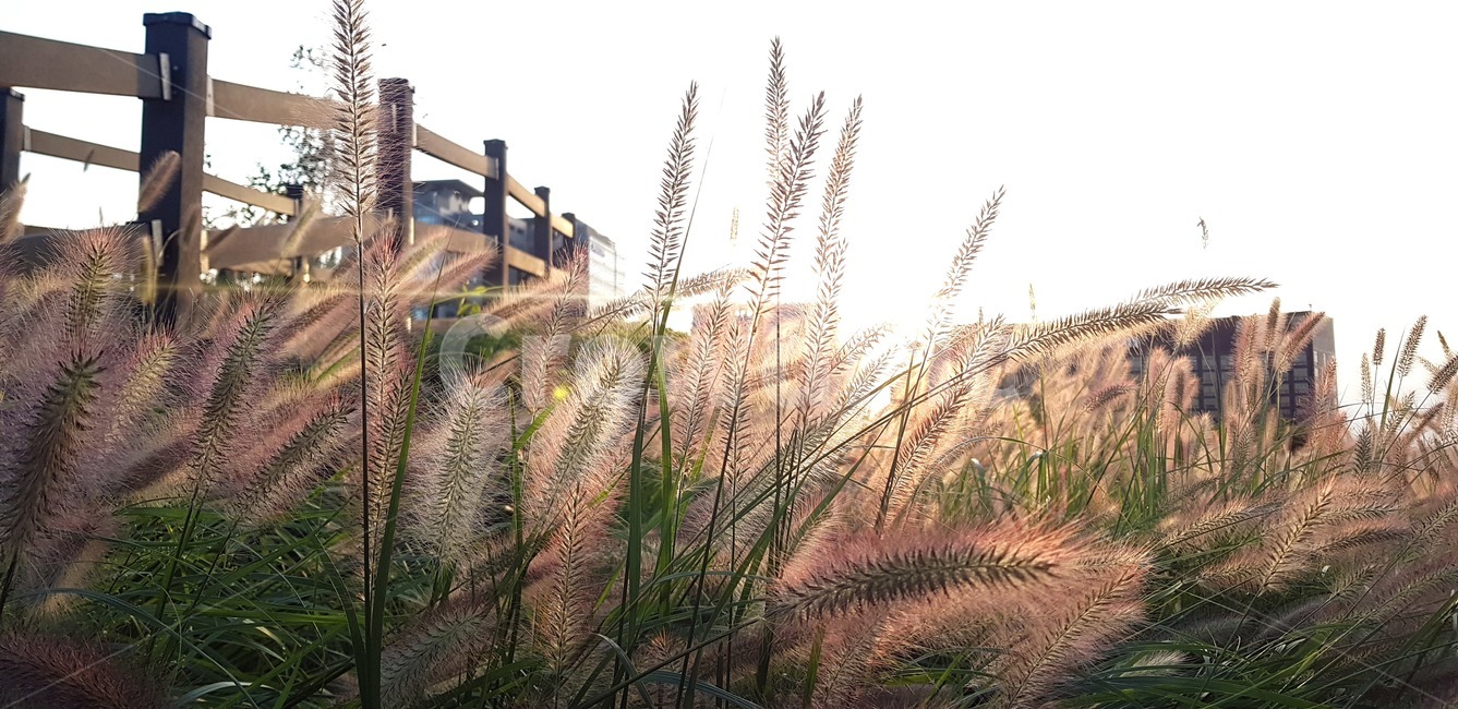 가을,공원,갈대,식물,grass,lawn,reed,plant,가을,계절,fall,autumn,season,잔디