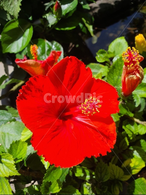 하와이무궁화,식물,꽃,색감,flower,plant,여름꽃,빨간꽃,blossom