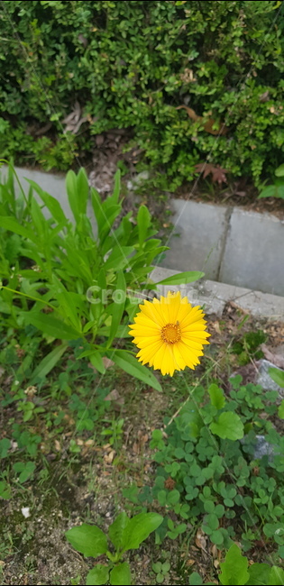 꽃,나무,화,자연,노색