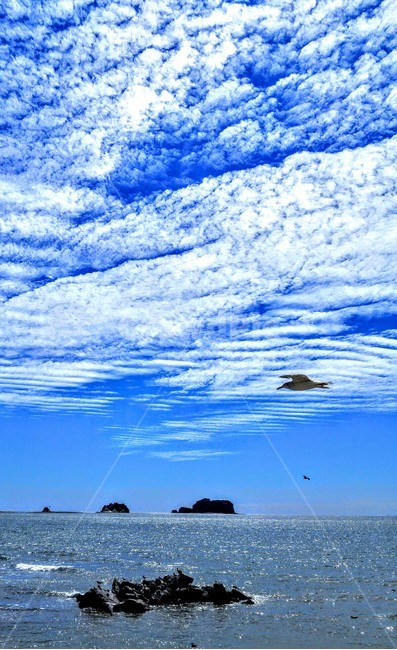 자연,자연풍경,바다,하늘,갈매기,감성사진,자연,풍경,nature,landscape,동물,animal,조류,새,birds,outdoors,옥외,land,땅,ocean,대양,sea,water,물,shoreline,해안선