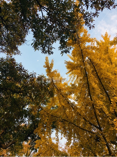 은행나무,가을,단풍,계정,은행잎,가을,계절,fall,autumn,season,자연,풍경,nature,landscape,tree,나무,plant,식물