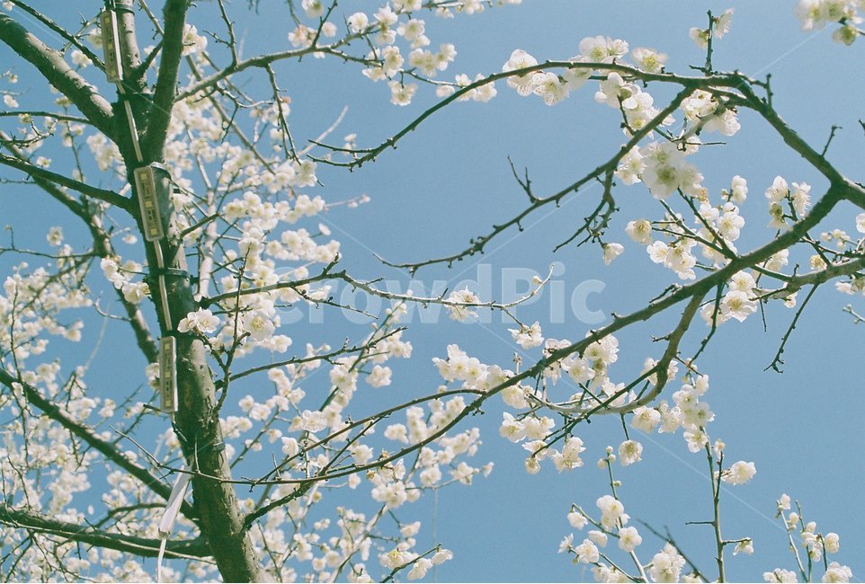 백매,매화,봄꽃,매화축제,필름사진,원동매화마을,백매화,감성사진,봄,아날로그감성,아날로그사진,봄,계절,spring,season,식물,자연,plants,nature,꽃,flower,감성,sensible,feeling,plant,blossom