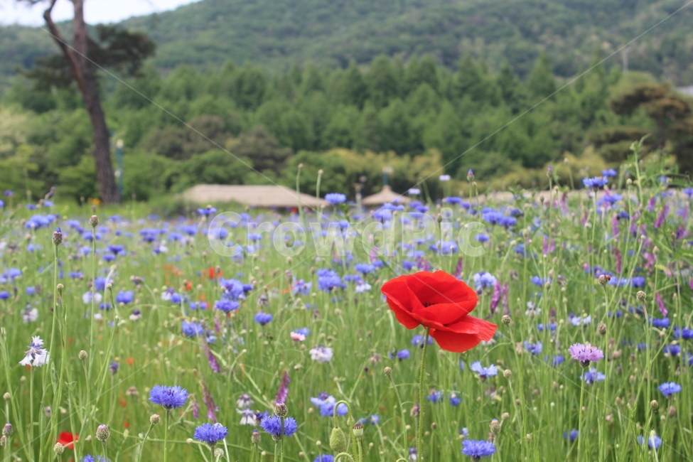 양귀비,수레국화,꽃밭,꽃,flower,flowers