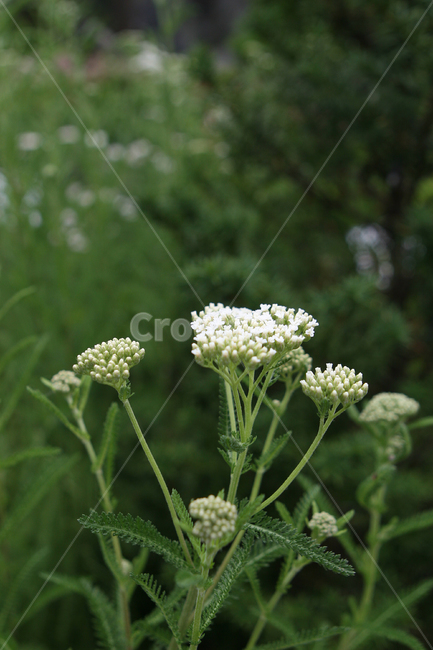 자연,식물,녹색,신선함,꽃,식물,자연,plants,nature,꽃,flower