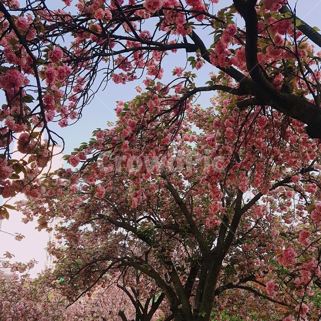 겹벚꽃,왕벚꽃,벚나무,벚꽃,꽃나무,봄나무,분홍꽃