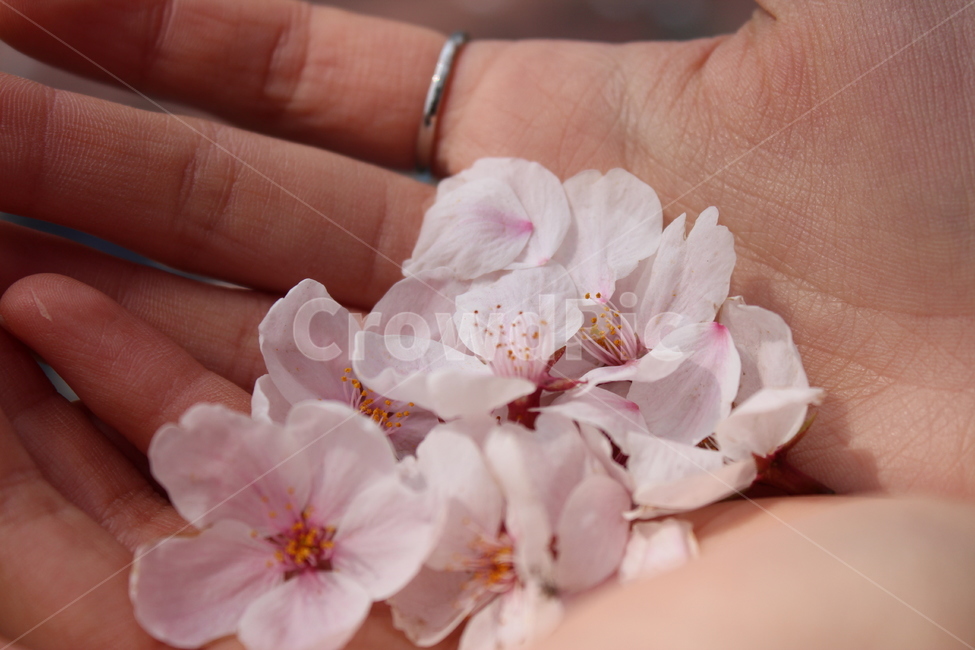 벚꽃,손,꽃잎,꽃,봄,봄,계절,spring,season,꽃,flower,plant,식물