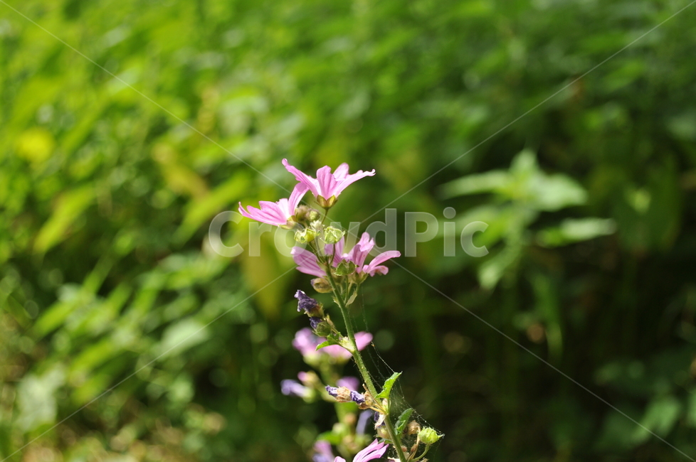 꽃,flower,blossom,식물,plant,제라늄,geranium