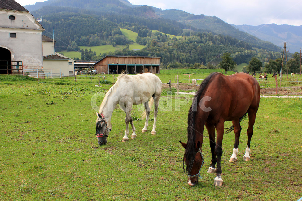 유럽,오스트리아,목장,말,pasture,horse,말목장,초원,자연,방목,동물,animal,포유류,mammal,산업,industry,industrial,목축업,목장,livestock farming,ranching,pasture