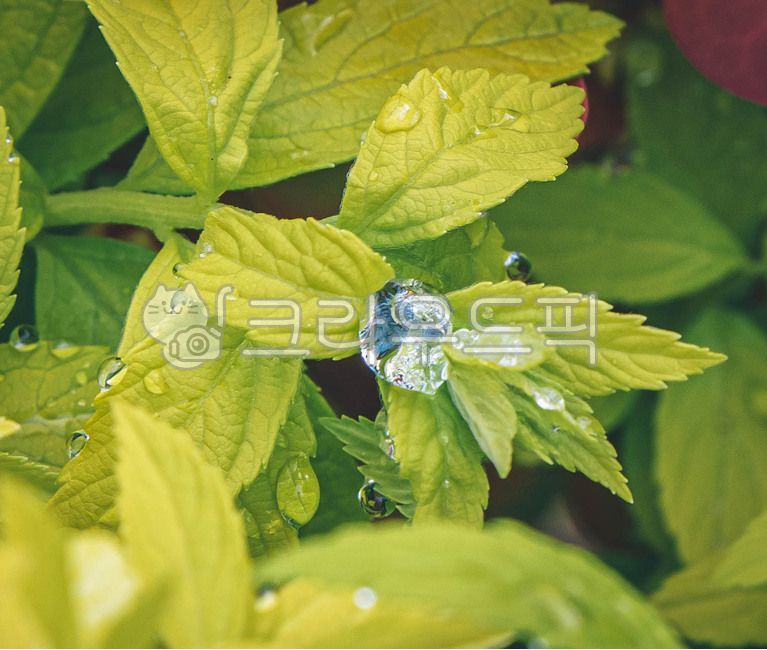 water drop,droplet,leaf water drop,plant,flower water drop,leaf,flower