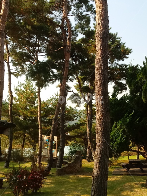 plant,식물,소나무,적송,나무,tree,나무줄기,자연,풍경,nature,landscape