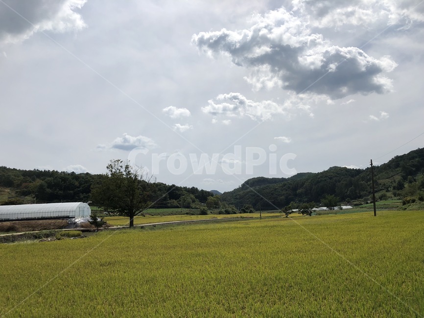 시골,가을,초가을,여유,논,하늘,바람,구름,풍경,자연,풍경,nature,landscape,grass,잔디,plant,식물,outdoors,옥외,field,들,grassland,목초지