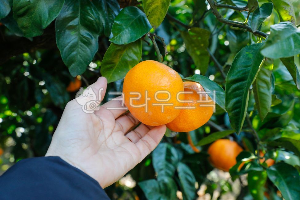 Tangerine,tangerine,fruit,Jeju,Jeju tangerine,tangerine tree,fruit,jejumandarin,food,snack,food products,nature,human hands,delicious,sour,sweet