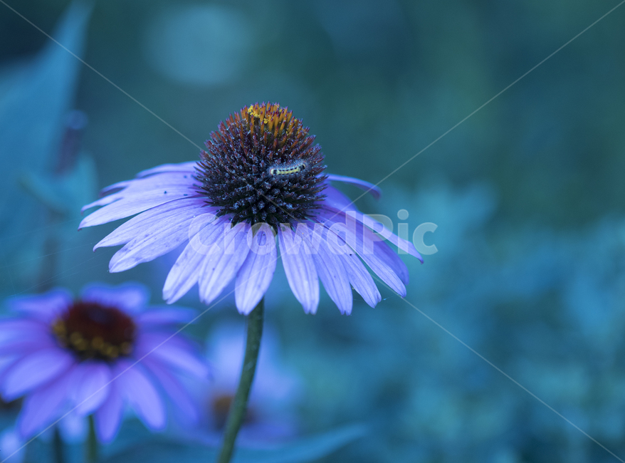 꽃,여름,작은꽃,정원,귀여운꽃