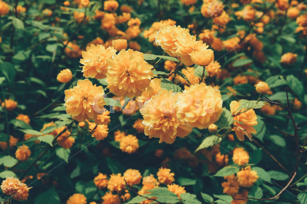꽃,노란꽃,자연,나무,풀,숲,봄,spring,flower,yellow,식물,자연,plants,nature,꽃,flower,감성,sensible,feeling,색깔,색상,색채,색감,color sense,color sensitivity,feeling of color