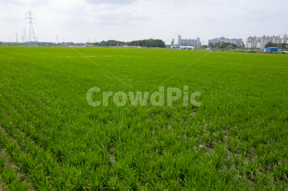 송전탑,벼,쌀,전신주,논,논들,scene,view,feeling,emotion,nature,landscape,season,풍경,감정,감성,자연,계절,뷰티,rice,field,green,summer,풍경사진,감성사진,정취,농업,농사,agriculture,farming,farming industry