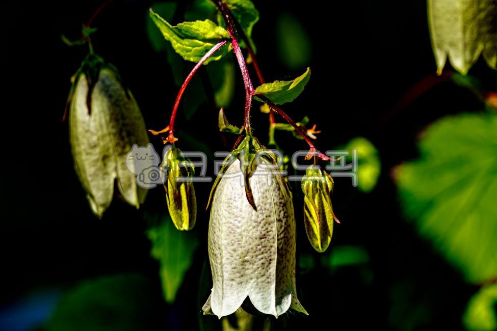 초롱꽃,여름꽃,플라워,flower,summerblossom,campanulapunctatalam,spottedbellflower
