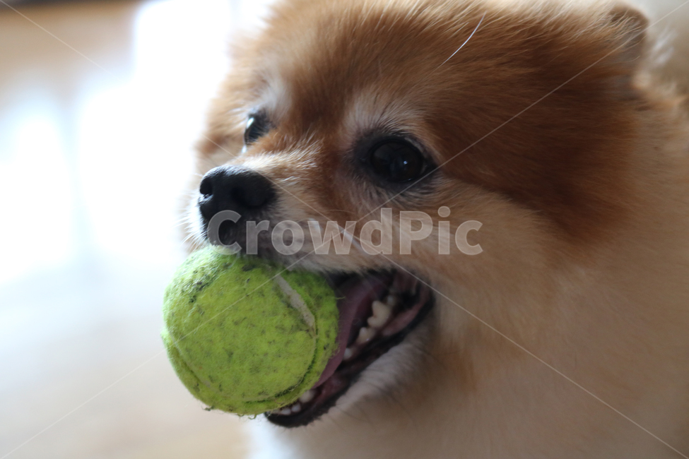 강아지,공을문강아지,포메라니안,dog,puppy,adogandaball,cute,adorable,active,animal,play,playwithdog,pomeranian,귀여운,사랑스러운,개,곰돌이컷,활기찬,행복한,동물,반려견,동물,animal,포유류,mammal,개,강아지,dog,doggy