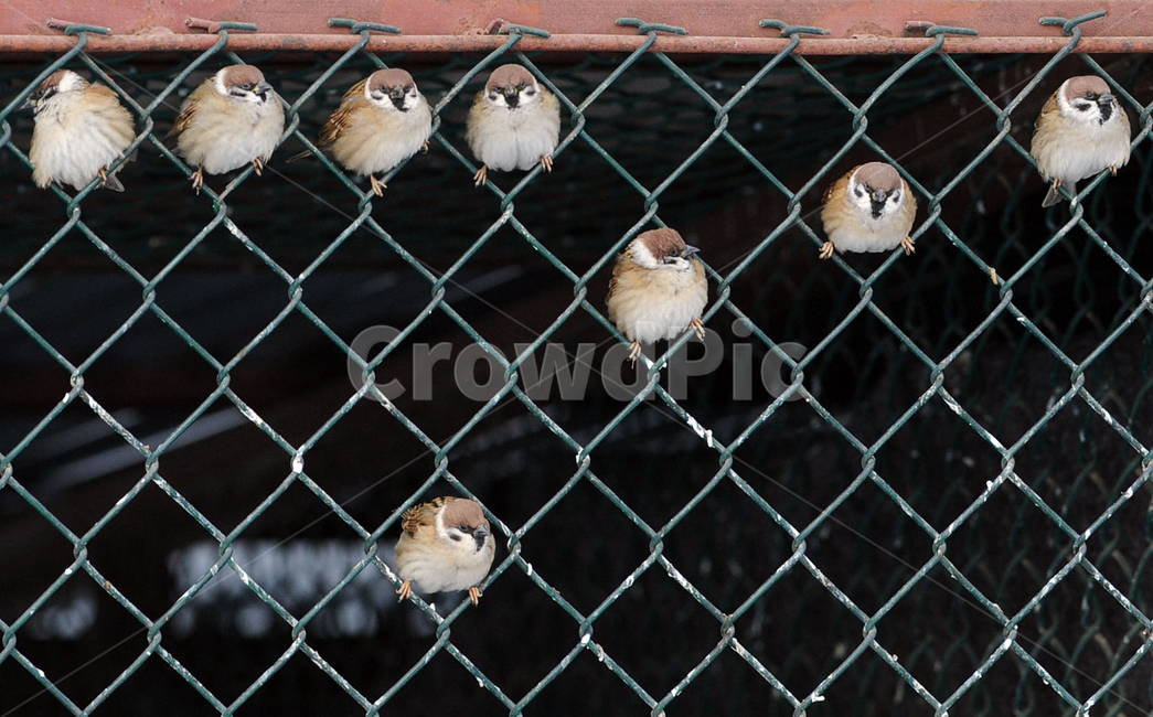참새,새,귀여운동물,cute,bird,TreeSparrow,동물,animal,조류,새,birds