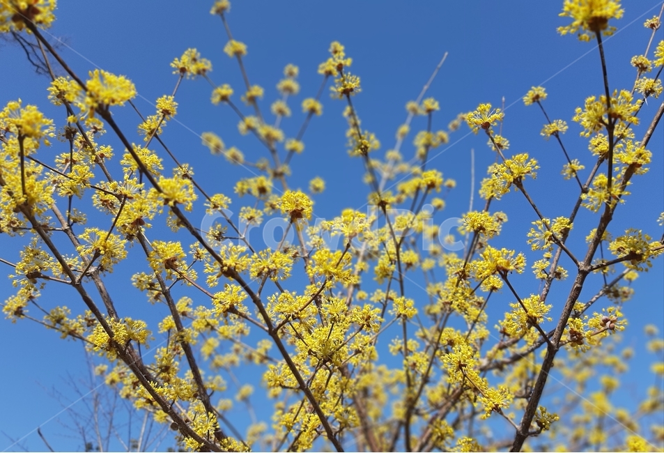 꽃,flower,봄,노랑,파랑,봄꽃,blossom,하늘,plant,식물