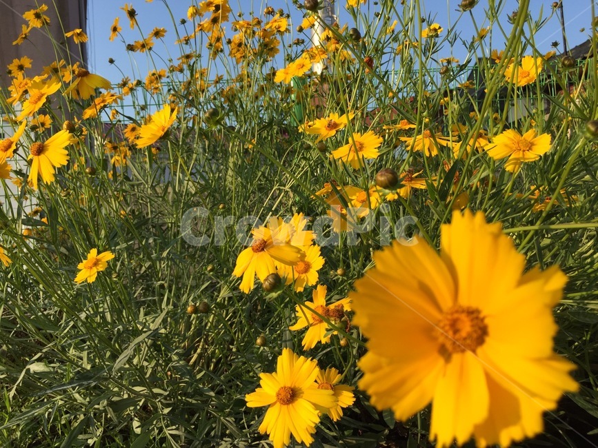 식물,꽃,코스모스,아침,노랑,식물,자연,plants,nature,꽃,flower