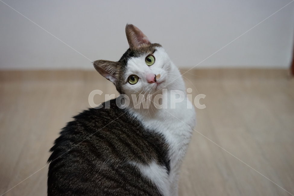 고양이,애완동물,코리안숏헤어,야옹이,동물,포유류,동물,animal,포유류,mammal,고양이,cat,kitten,kitty