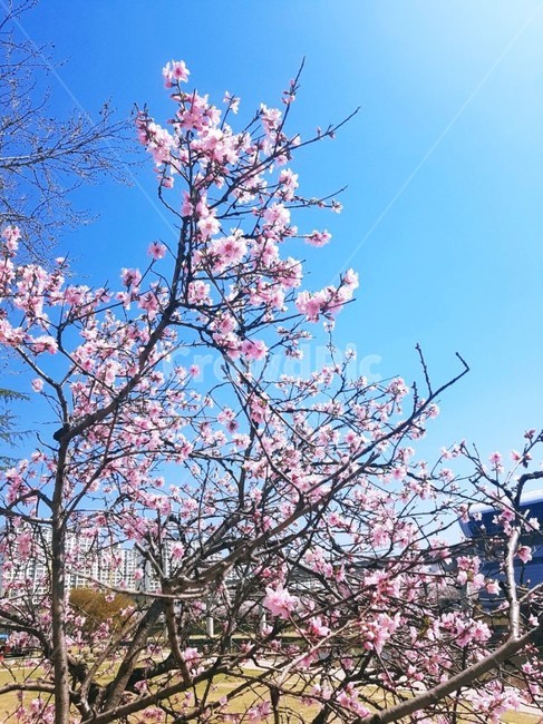 plant,식물,blossom,꽃,flower,식물,자연,plants,nature,꽃,flower
