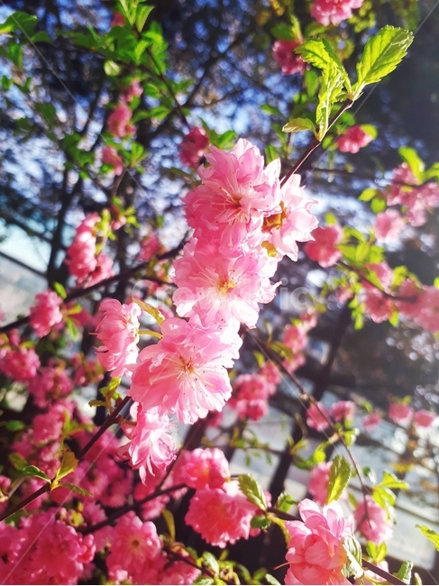 꽃,분홍색꽃,분홍,햇살꽃,꽃나무