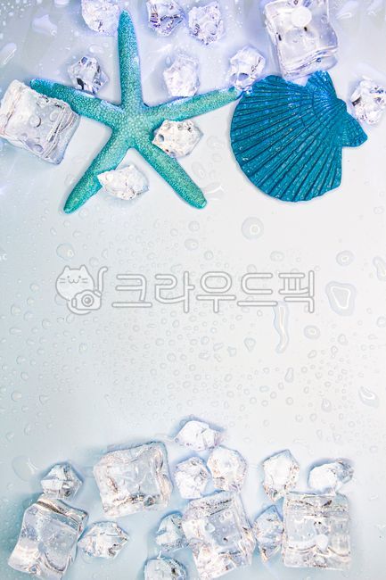 seashell,ice,summer,White space,water drop,scallop,background,coolness,copy space,sea creatures,starfish,marine life