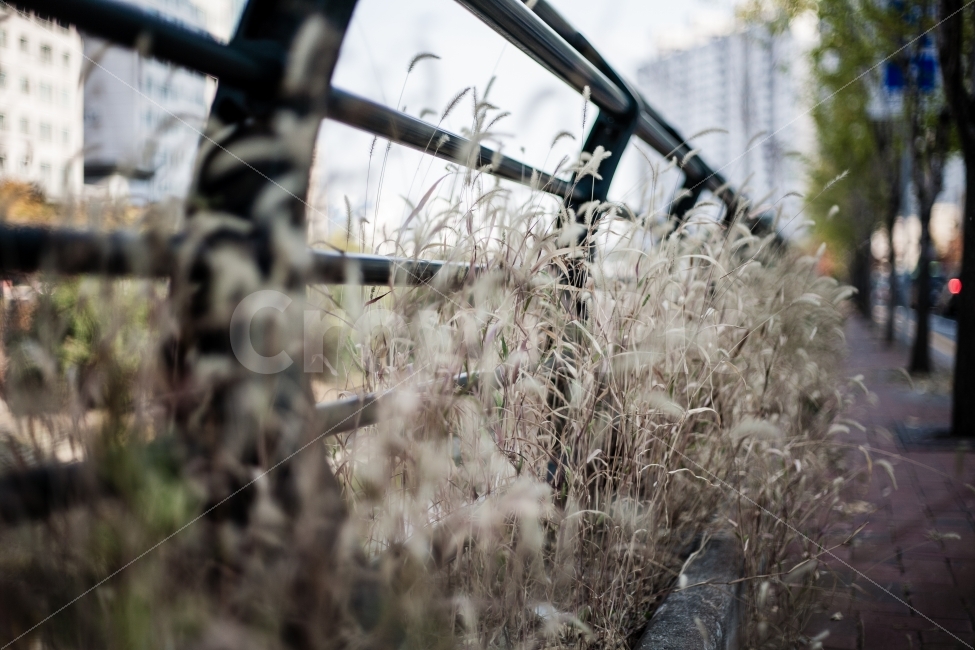 청계천,풍경,가을,강아지풀,산책,가을,계절,fall,autumn,season,식물,자연,plants,nature,감성,sensible,feeling,outdoors,옥외