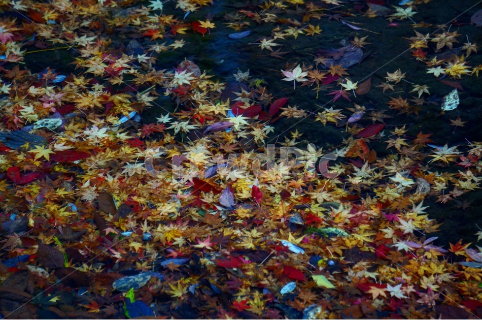 감성,가을,풍경,단풍,단풍잎,자연,가을,계절,fall,autumn,season,plant,식물,leaf,잎,paper,종이,confetti,색종이 조각