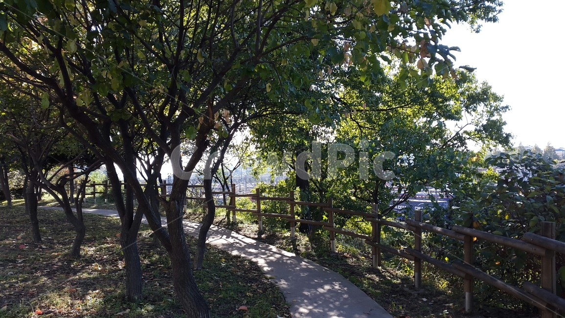 산책길,공원길,숲길,오솔길,도심속산책로,맑은아침,따사로운햇살,나무사이로비치는햇살,맑은날씨,상쾌한산책길,집근처산책길,싱그러운나무,초록색나무,봄길,여유,녹음,여유로운산책,한가로운오후,봄,여름