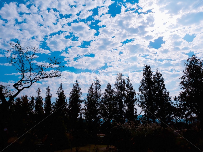 가로수,자연,하늘,구름,streettree,nature,sky,cloud