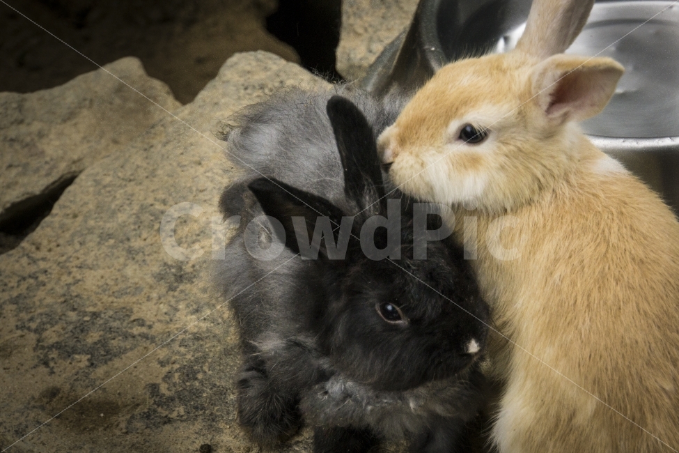 동물,비오는날,여름,울산,울산대공원,토끼,포유류,mammals,rabbit,동물,animal,포유류,mammal