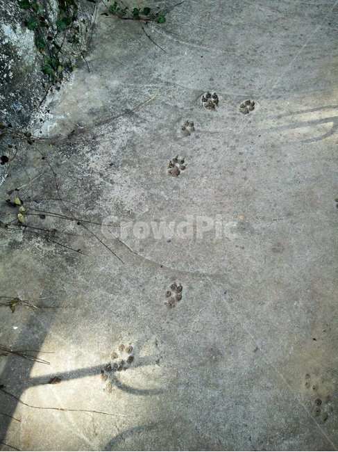 바닥,시멘트,콘트리트,고양이,고양이발자국,발자국,흔적