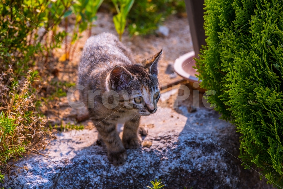 고양이,고양이사진,고양이스냅,동물,일상,동물,animal,포유류,mammal,고양이,cat,kitten,kitty,감성,sensible,feeling