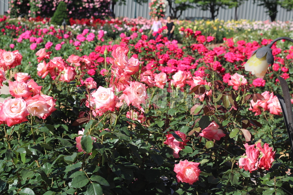 장미축제,장미꽃,장미,꽃,rose,flower,식물,plant,아름다운,예쁜,봄꽃,5월,beautiful,nature,식물,자연,plants,nature,꽃,flower