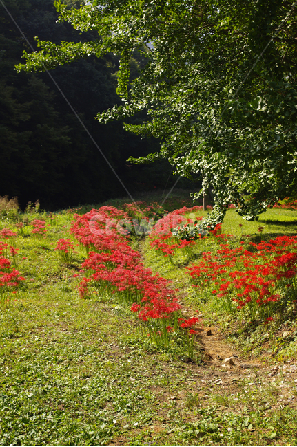 꽃,꽃무릇,가을,flower,color,식물,자연,plants,nature,꽃,flower