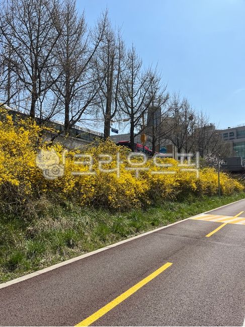 spring flowers,spring,forsythia,nature,road,tree,sight,road name,branch