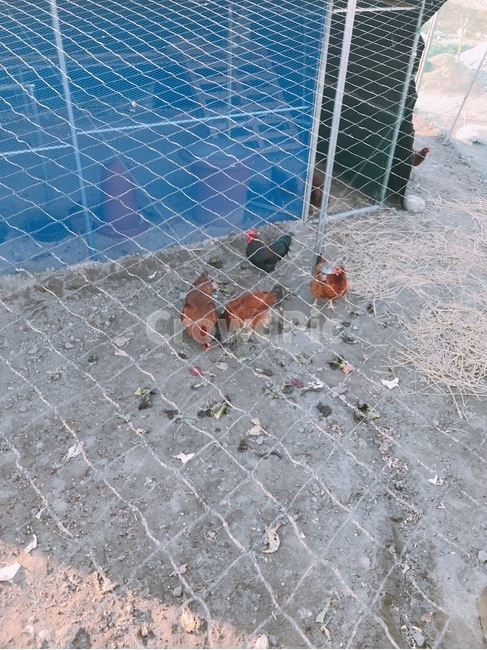 닭,닭장,철조망,chicken,cage,barbedwire